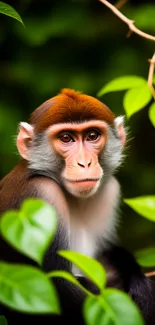 Monkey surrounded by vibrant green leaves in a lush jungle setting.