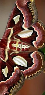 Vibrant moth resting on green leaves with brown backdrop.