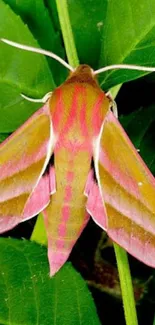 Vibrant moth on green leaves in natural setting.