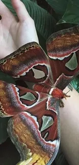 Colorful moth resting on a hand with a leafy backdrop.