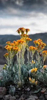 Yellow flowers bloom against a mountain backdrop.