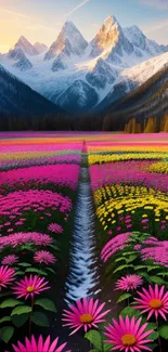 Colorful flower field with snowy mountains in the backdrop.