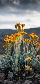 Yellow flowers in a mountain landscape mobile wallpaper.