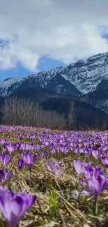 Field of purple crocuses with snow-capped mountains in the background