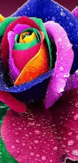 A vibrant, multi-colored rose with water droplets on petals.