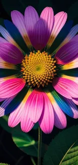 Vibrant multicolor flower with pink petals on dark background.