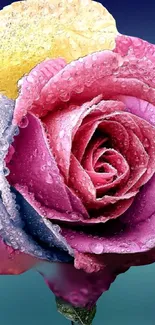 Vibrant multicolor rose with dewdrops on petals, showcasing pink, purple, and yellow shades.