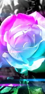 Vibrant multicolor rose on black and white background.