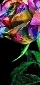 Vibrant multicolor rose on a dark background wallpaper.