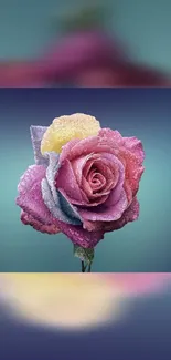 Vibrant rose with pink, purple, and yellow petals on a mobile wallpaper.