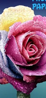 Vibrant multicolored rose with dew drops on petals.