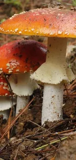 Vibrant red and orange mushrooms on a forest floor.