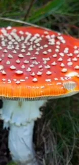 Vibrant orange mushroom in a forest setting as mobile wallpaper.