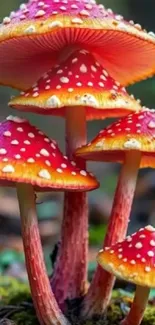 Vibrant red and white mushrooms in forest.