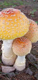 Vibrant orange forest mushrooms on the woodland floor.