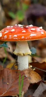 Vibrant red mushroom on forest floor surrounded by autumn leaves.