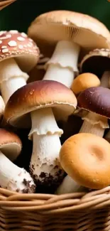 A wicker basket filled with diverse mushrooms.