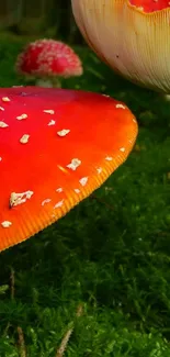 Vibrant red mushrooms on a green forest floor.