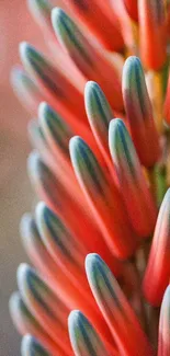 Close-up of vibrant aloe blossoms with red and green hues, abstract phone wallpaper.