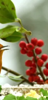 Vibrant bird perched amidst lush leaves and berries in nature scene.