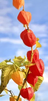 Red and orange blossoms on a branch with a blue sky background.