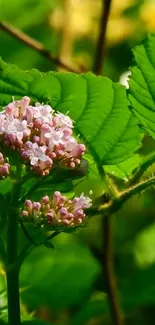 Closeup of pink blossoms with lush green leaves, perfect for a nature wallpaper.