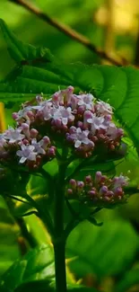 Pink bloom surrounded by vibrant green leaves.