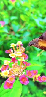 Hummingbird drinking nectar from vibrant colorful flowers.