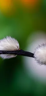 Vibrant branch with fluffy buds on a colorful bokeh background.