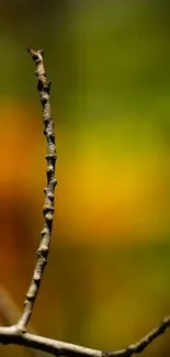 Delicate branch against blurred green background for mobile wallpaper.