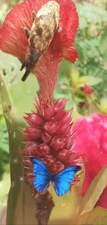 Blue butterfly on a red flower in nature scene.