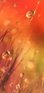 Vibrant wallpaper of dew drops on orange background.