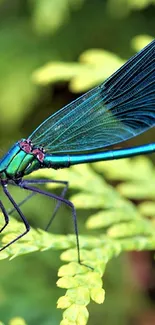 Close-up of a teal dragonfly on green leaves with a vibrant nature background.