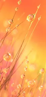 Close-up of dew droplets on colorful grass in warm orange tones.