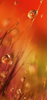 Close-up of dew on grass against a vibrant orange background.