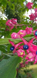 Close-up of pink flowers with blue berries and green leaves.