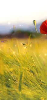 Vibrant green field with red poppies and sparkling lights.