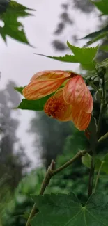 Colorful flower with green leaves in nature.