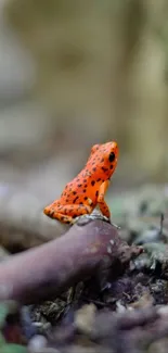 Red frog on forest floor, earthy backdrop.