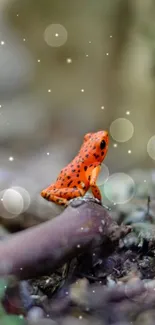 Close-up of a colorful frog on a forest floor.