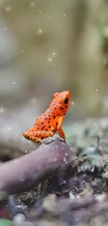 Red frog on forest floor, vibrant nature wallpaper.