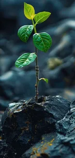 Vibrant plant growing among dark stones.