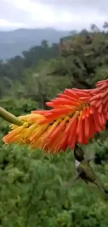 Hummingbird near vibrant red and yellow flower in forest.