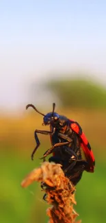 Colorful insect on a plant with a blurred green background.