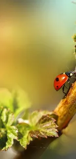 Ladybug on green leafy twig with blurred background.