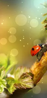 Ladybug on a leaf with bokeh background wallpaper.