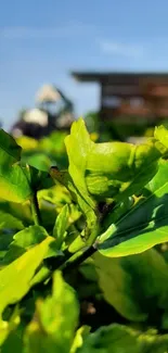 Close-up of a vibrant green leaf with blurred outdoor background.