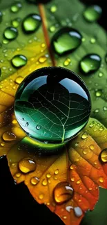Close-up of a colorful leaf with water droplets on it.