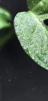 Close-up of a dew-covered green leaf on a dark background.