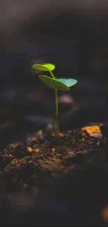 Closeup of a vibrant green leaf sprouting from rich dark soil.